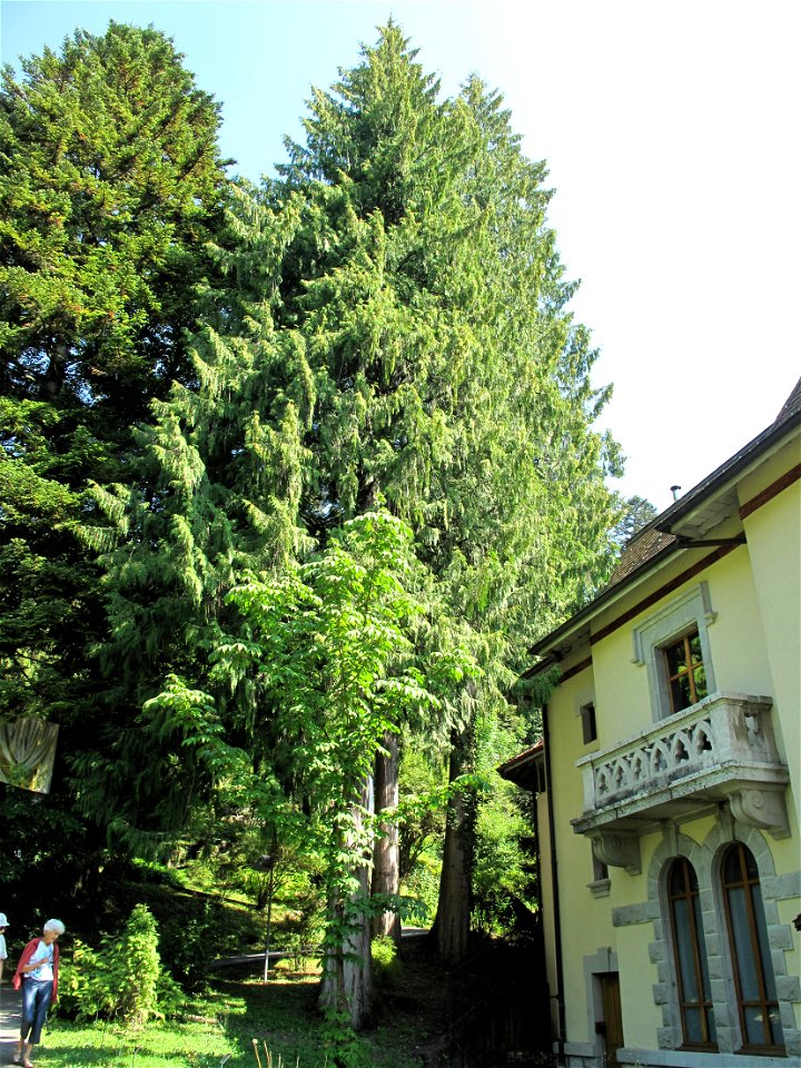 Thuja plicata in the botanical garden of la Jaÿsinia in Samoëns (Haute-Savoie, France). Identified by its botanic label.