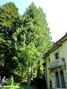 Thuja plicata in the botanical garden of la Jaÿsinia in Samoëns (Haute-Savoie, France). Identified by its botanic label.