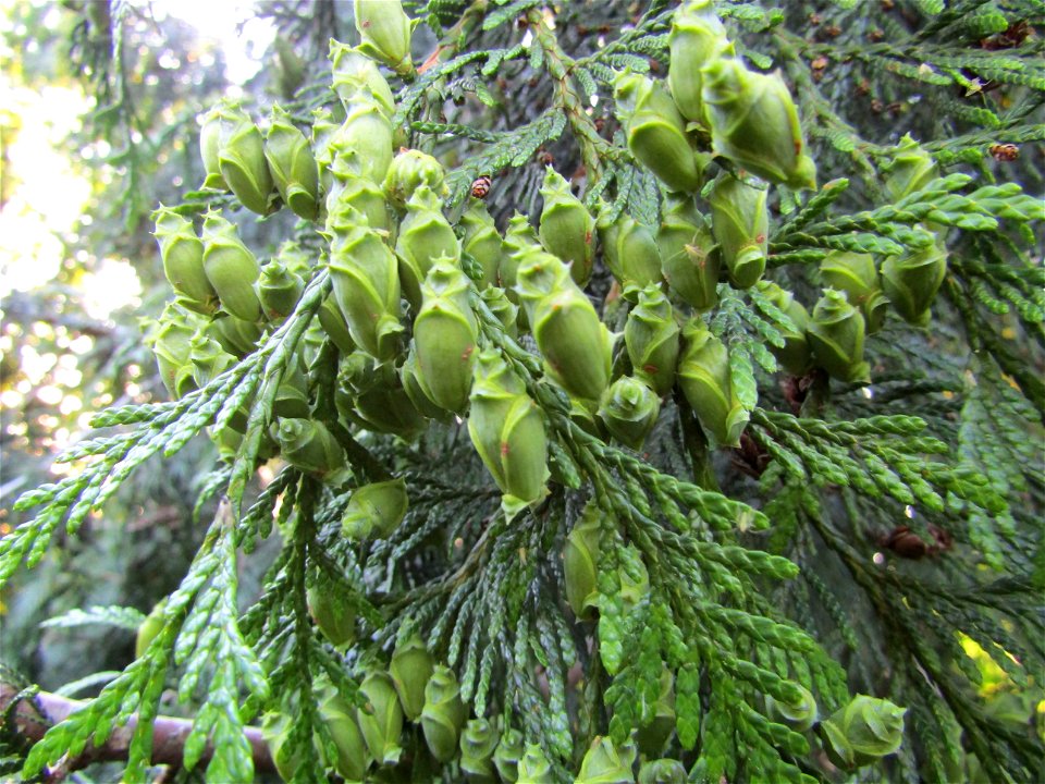 Green cones of  western redcedar (Thuja plicata, also known as Pacific redcedar, giant arborvitae, western arborvitae, giant cedar or shinglewood) in Prague Zoo
