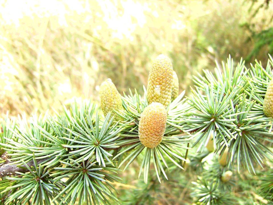 Cedrus libani male catkins in Castelltallat, Catalonia