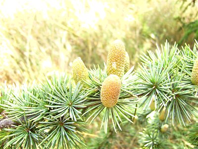 Cedrus libani male catkins in Castelltallat, Catalonia