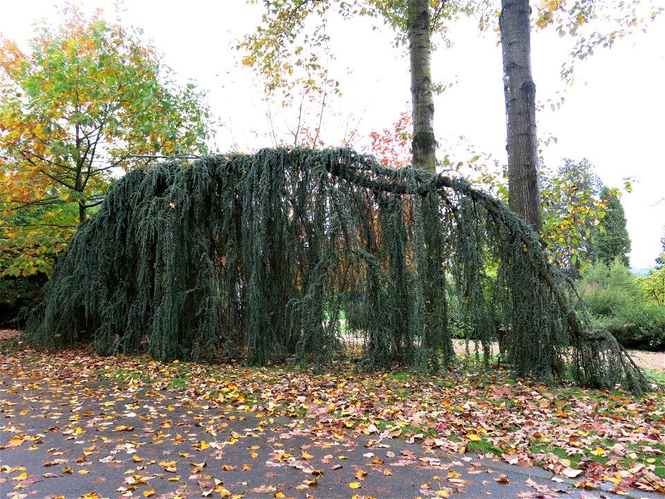 Weeping Atlas cedar of the Arboretum of the la Roche-Bagnoles castle (Orne, France).