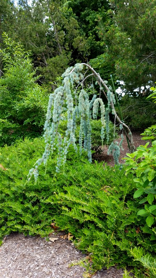 Chadwick Arboretum and Learning Gardens

Columbus, Ohio