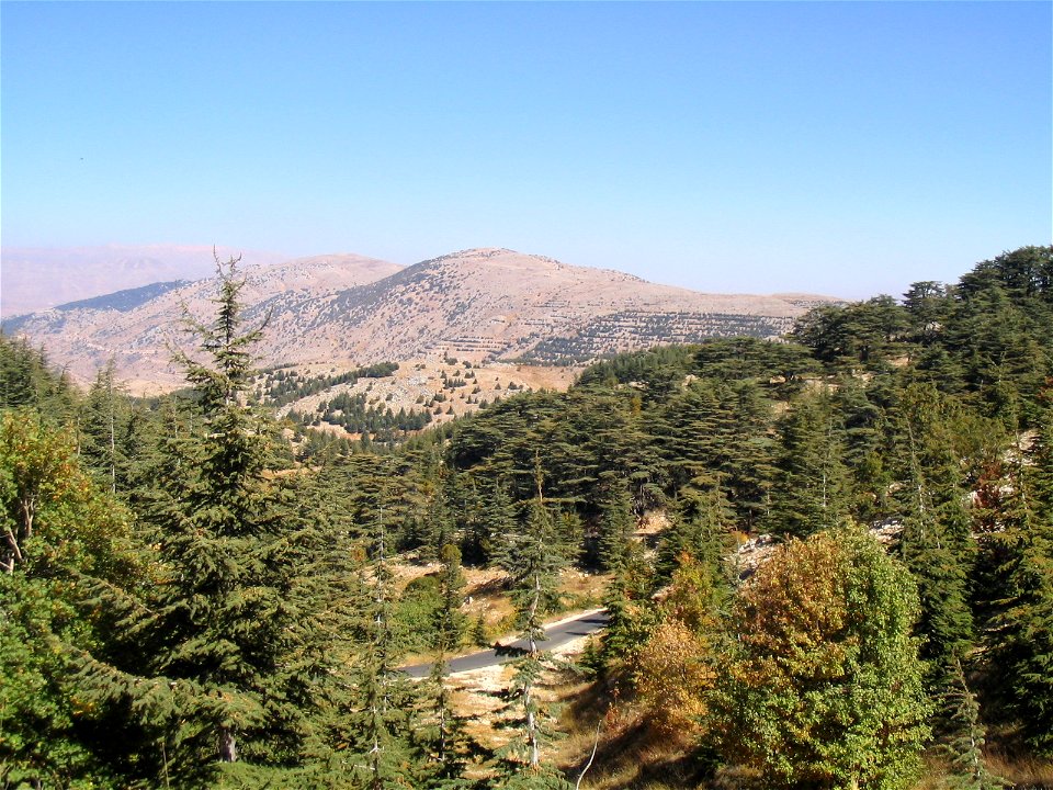 Cedars of Lebanon (Cedrus libani var. libani ) forests — in Al Shouf Cedar Nature Reserve, Lebanon.
Reforestation plantings in rows on far slopes, part of IUCN Red List vulnerable species restoration.