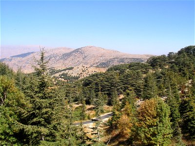 Cedars of Lebanon (Cedrus libani var. libani ) forests — in Al Shouf Cedar Nature Reserve, Lebanon. Reforestation plantings in rows on far slopes, part of IUCN Red List vulnerable species restoration. photo