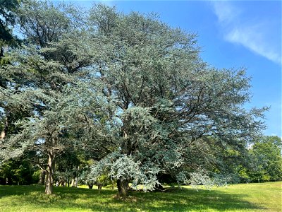 A Blue Atlas cedar (Cedrus atlantica glauca) at the Orland E. White Research Arboretum in Clarke County, Virginia