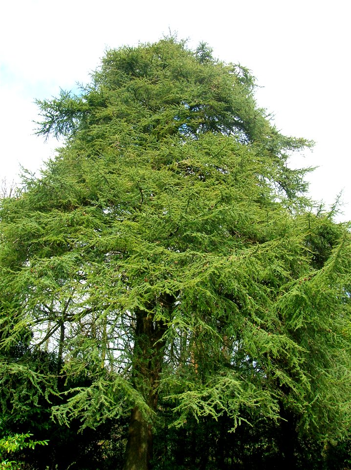 A Cedar of Lebanon at Spier's Old School Grounds, April 2010.