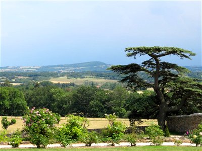 Brogieux castle. Cedar.   F-07100 Roiffieux (Ardèche - Rhône-Alpes, France).