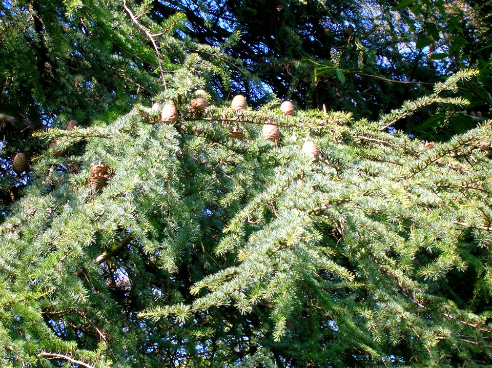 Cedar of Lebanon at Spier's Old School Grounds, Beith, Scotland