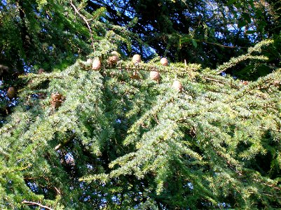 Cedar of Lebanon at Spier's Old School Grounds, Beith, Scotland photo