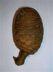 Cedar of Lebanon pine cone, Speir's school, Ayrshire, Scotland.