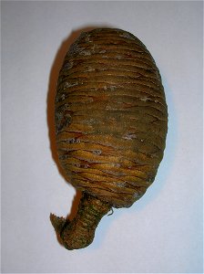 Cedar of Lebanon pine cone, Speir's school, Ayrshire, Scotland. photo