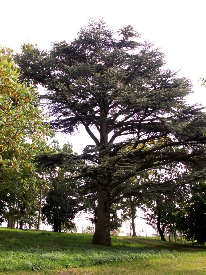 cedr libanonský, arboretum u zámku Višňové