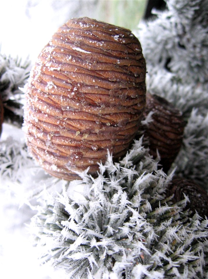 Cedrus libani Le fruit d'un cèdre du Liban