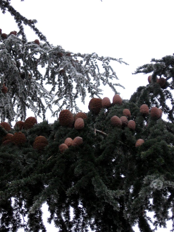 Plusieurs fruits du cèdre (Cedrus libani var. libani ou Cedrus libani var. atlantica)