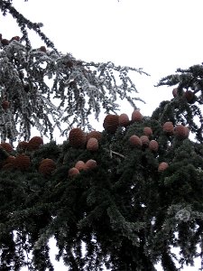 Plusieurs fruits du cèdre (Cedrus libani var. libani ou Cedrus libani var. atlantica) photo