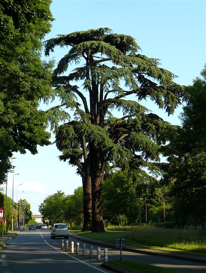 Les cèdres de Villebon (forêt de Meudon, Hauts-de-Seine, France)