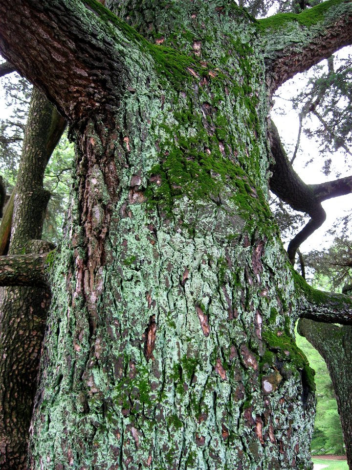 A picture of the bark of Cedrus libani.