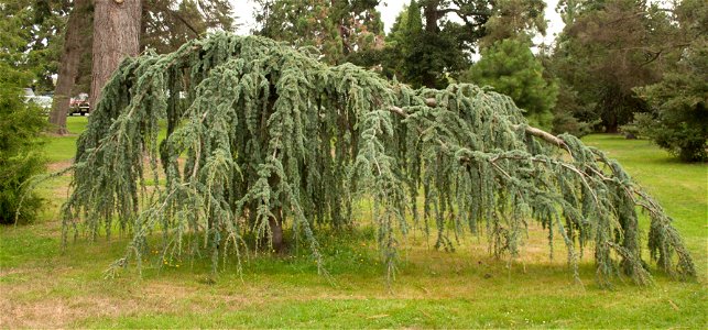 Cedrus atlantica photo