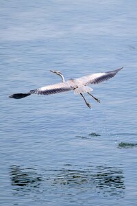 Heron lake water bird
