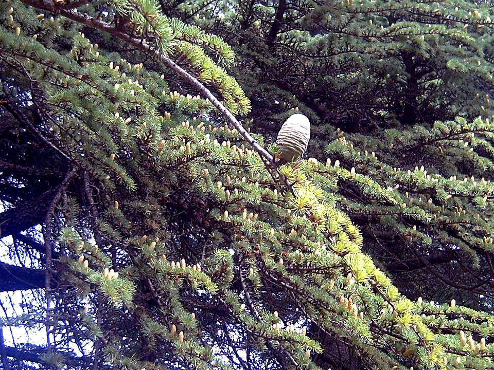 (Atlas Cedar)  female cone in Arboretum La Alfaguara