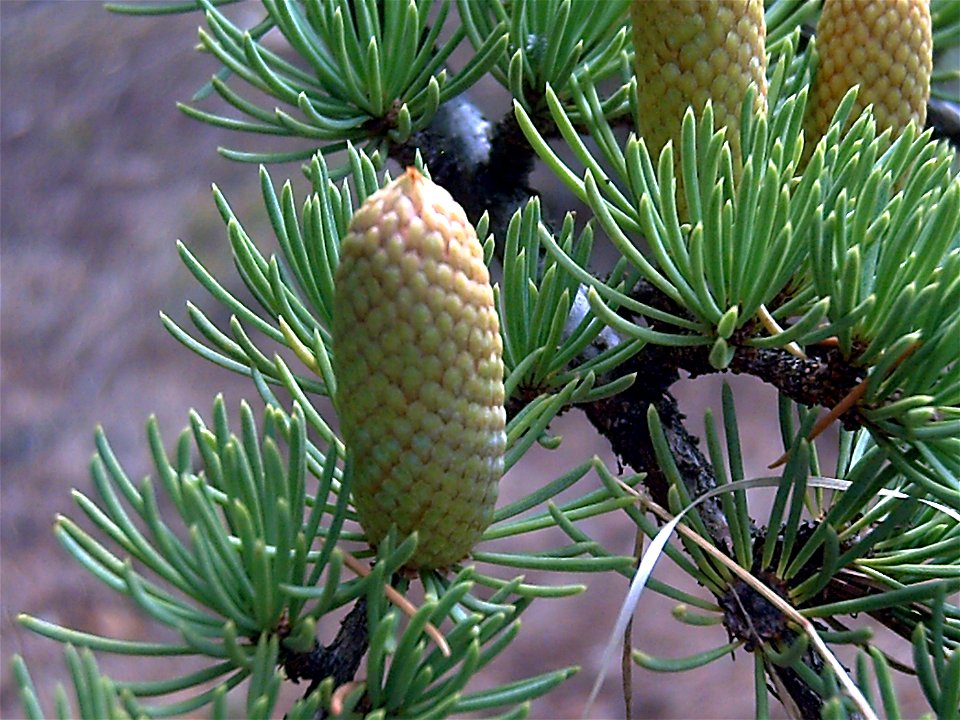 (Atlas Cedar) male cone in Arboretum La Alfaguara Spain