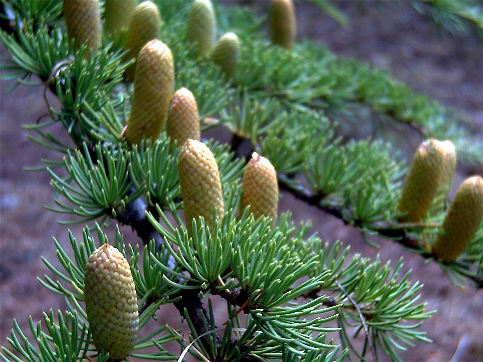(Atlas Cedar) male cones in Arboretum La Alfaguara