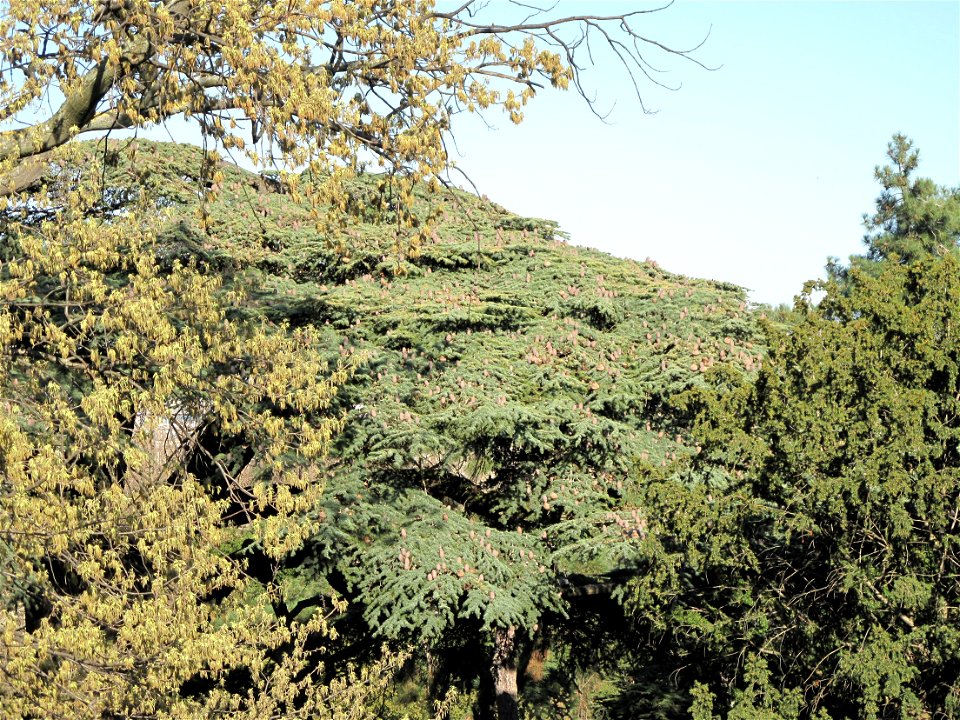 Cedrus libani in the Jardin des Plantes in Paris. Identified by its botanic label.