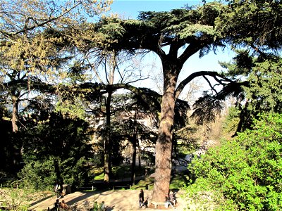 Cedrus libani in the Jardin des Plantes in Paris. Identified by its botanic label.