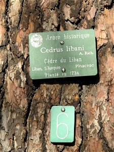 Cedrus libani in the Jardin des Plantes in Paris. Identified by its botanic label.