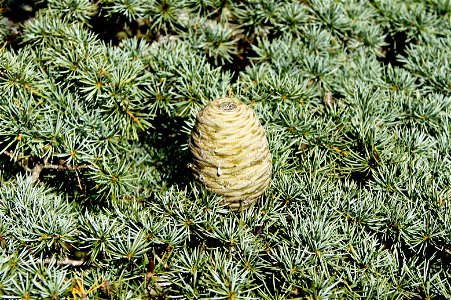 Cedrus libani cone