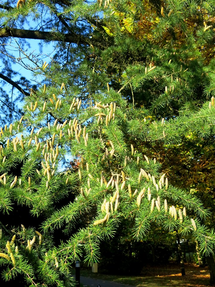 Pollen cones of cedar. Parc de l'Aulnaye in Vaires-sur-Marne (Seine-et-Marne, France).