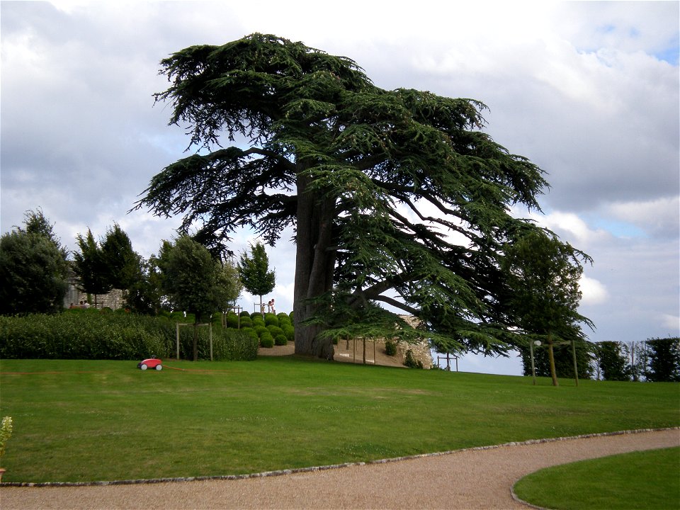 Cèdre dans le parc du Chateau d'Amboise