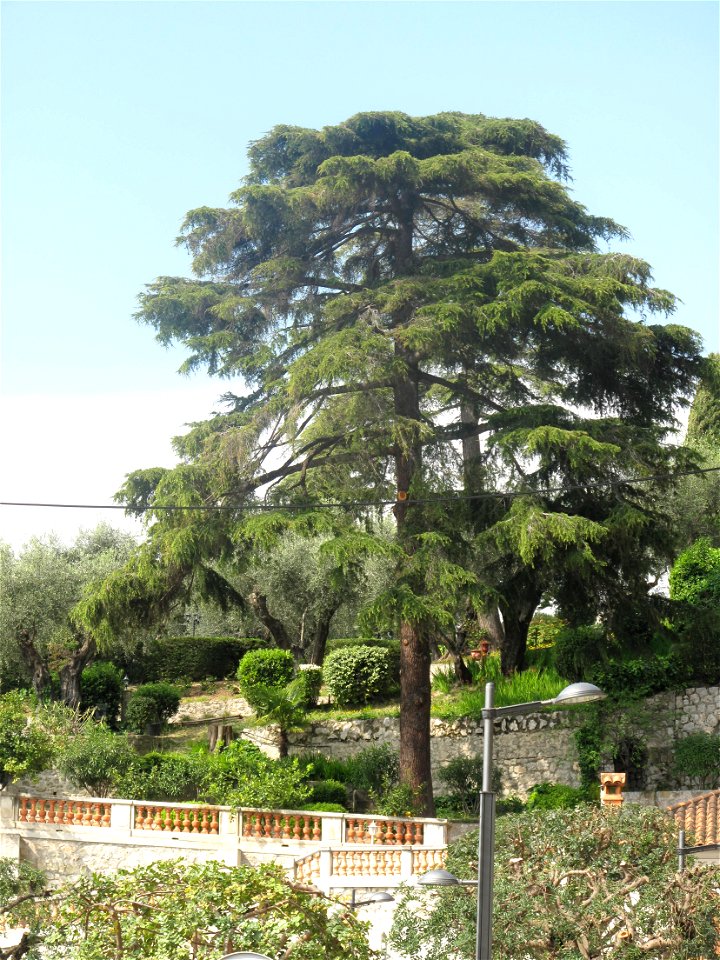 Lebanon cedar on the boulevard de Garavan in Menton (Alpes-Maritimes, France).