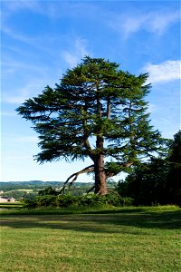 Lebanon cedar (Cedrus libani atlantica), park in Hautefort, Dordogne, France. photo