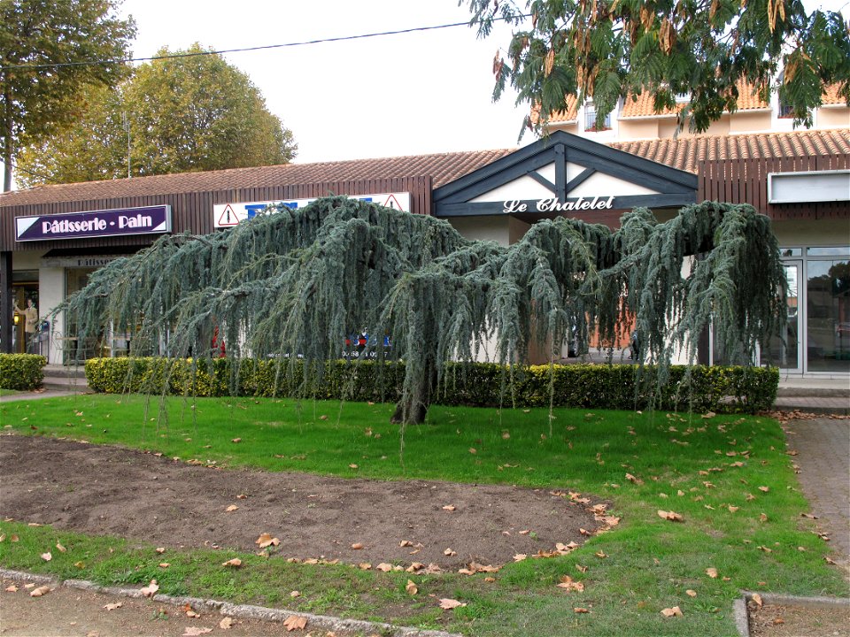 Cedar (Cedrus libani var. atlantica 'Pendula'), square of the station at Capbreton (Landes, France).