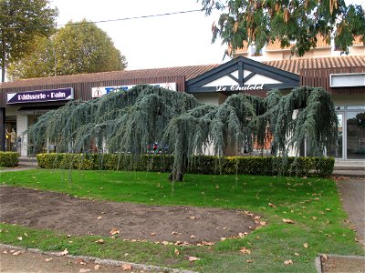 Cedar (Cedrus libani var. atlantica 'Pendula'), square of the station at Capbreton (Landes, France).