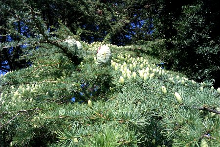 In the Jardin Botanique Cantonal Lausanne.