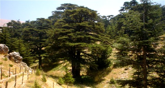 — Lebanon Cedar; forest habitat. Located in El-Arz, Bsharri, Lebanon. photo