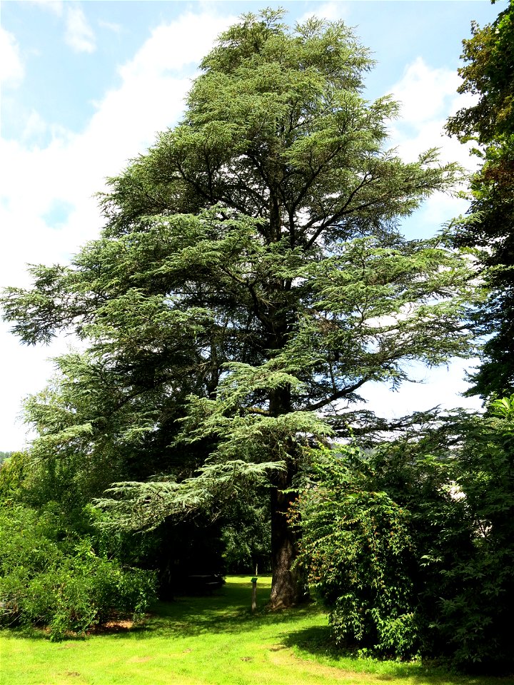 Cedrus atlantica 'glauca' in the parc Fenestre de la Bourboule (Puy-de-Dôme, France). Identified by its botanic label.