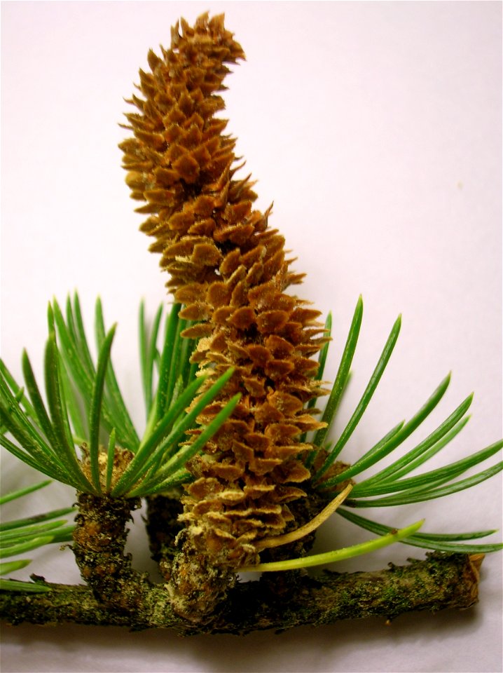The male cone of a Cedar of Lebanon, Cedrus libani. Spier's School, Beith, Ayrshire, Scotland.