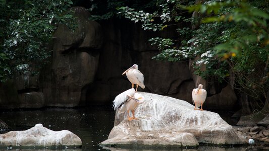 Zoo animal bird