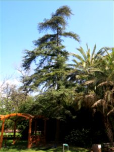 Parc Olbius Riquier - Cedrus atlantica. Hyères (Var, France). photo