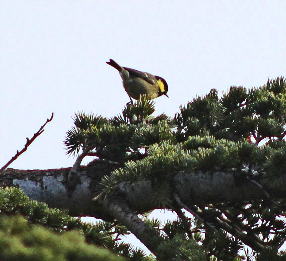 Periparus ater ledouci Tikjda Algérie