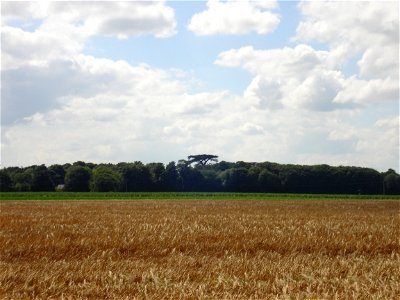 Picture of the Great Cedar at Stratton Strawless, Norfolk. Planted by Robert Marsham in the late 17th century photo