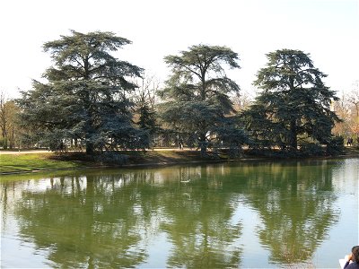 Three cedars of the superior lake of the bois de Boulogne (Paris, France).