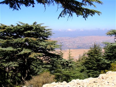 — Cedar of Lebanon, mature and young trees. In the Al Shouf Cedar Nature Reserve, Lebanon. photo
