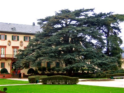 Lebanese Cedar (Cedrus libani) in Bad Homburg, Germany photo