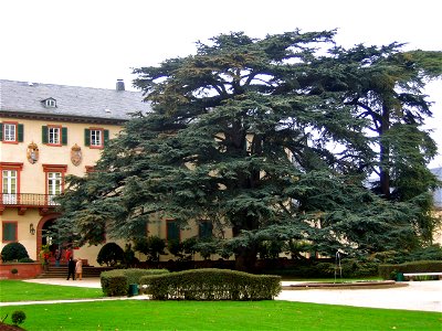 Lebanese Cedar (Cedrus libani) in Bad Homburg, Germany