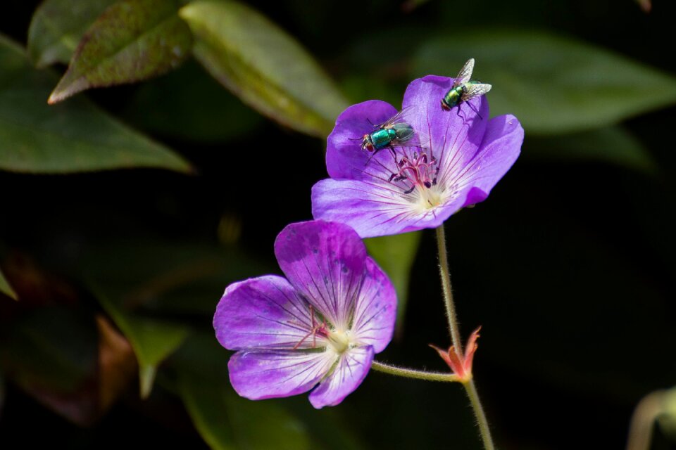 Bug nature flower